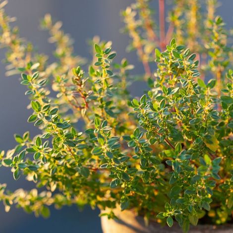 Thym citron 'Aureus' (Thymus citriodorus 'Aureus')