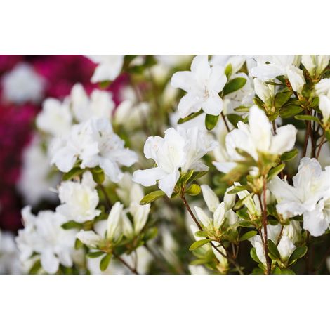 Japanische Azalee 'Feenkissen'®(s) Rhododendron obt.'Feenkissen' C 2 20- 25