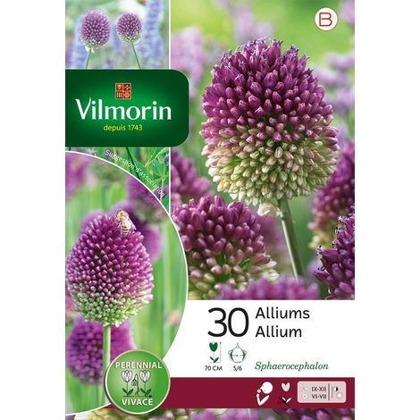 Vilmorin Allium Sphaerocephalon (x30) (1/2)