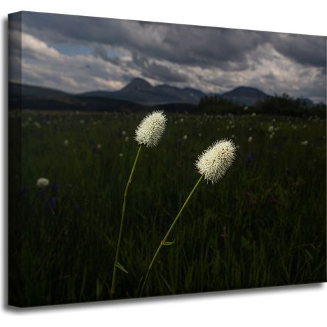 Leinwanddruck Natur Wildblumen 50x40 cm