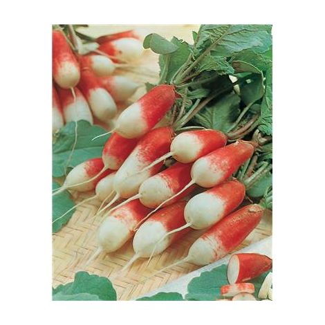 RADIS PERNOT CLAIR