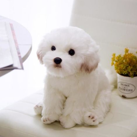 Maltais 38x26x21cm - Peluche de simulation de bichon frisé pour chien, Jouet pour animaux de compagnie, Super