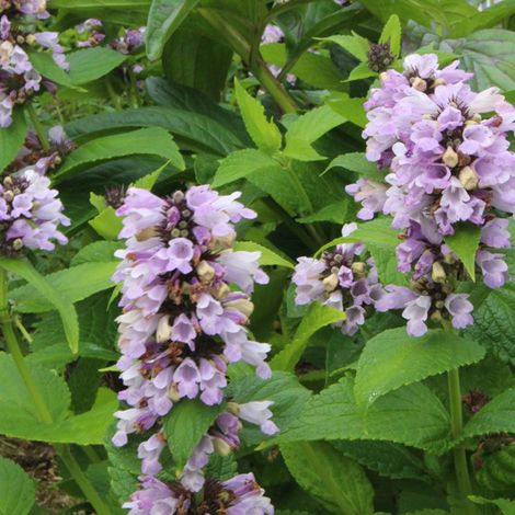 4 x Chataire subsessile - Nepeta subsessilis  - godet 9x9 cm