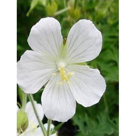 Géranium vivace des près 'Galactic' Godet de 8/9 cm