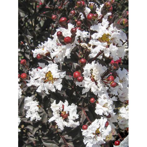 Lilas des Indes 'Black Solitaire Pure White' Pot de 3L/4L