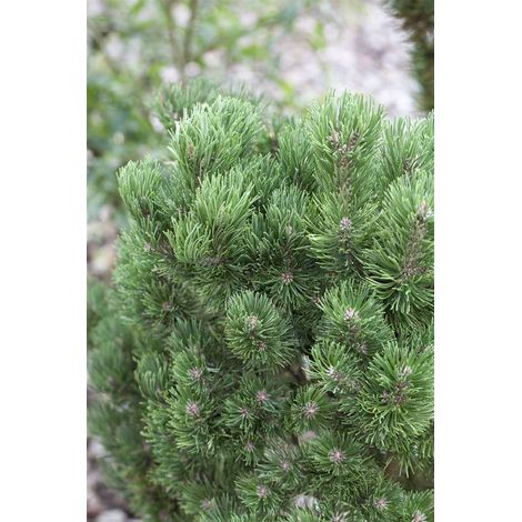 Berg-Kiefer 'Picobello' Pinus mugo 'Picobello' P 1,5 12- 15 (1/5)