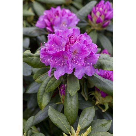 Rhododendron 'Lee´s Dark Purple' Rhododendron Hybr.'Lee's Dark Purple' C 5 30- 40 (1/3)
