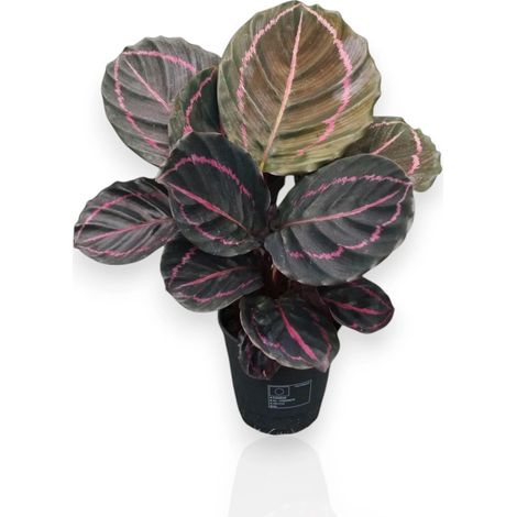 Gardenaria Calathea roseopicta 'Dottie' - Pianta da interno ornamentale - Altezza: 35 cm (vaso 12) (1/5)