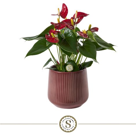 Anthurium Rouge avec Pot en Céramique Strié Brillant Décoration Intérieure 16 x 40 cm - PANGIVO