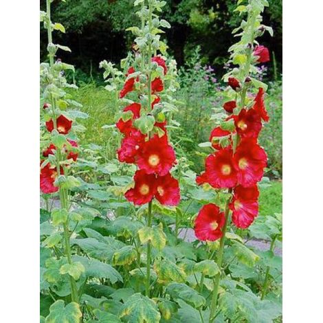 Rose trémière 'Mars Magic' Godet de 8/9 cm