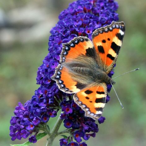 Arbre aux papillons violet Buzz™ Hit Violet, Buddleia/Pot de 3L - 40/60 cm