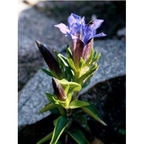 Gentiane lagodechiana Godet de 8/9 cm (1/3)