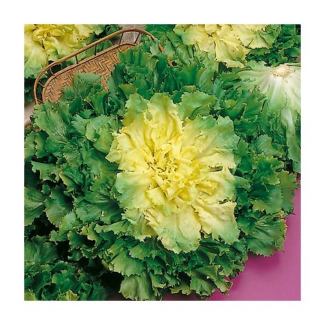 CHICOREE SCAROLE GEANTE MARAICHERE MARIE - 2 G