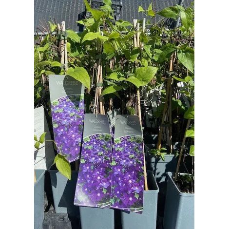 Gardenaria Clematis 'Jackmanii' - Pianta rampicante ornamentale da esterno - Altezza: 100/125 cm (vaso19) (1/3)