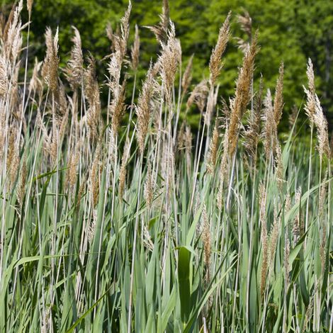 4 x Roseau panaché - Phragmites australis  - godet 9x9 cm