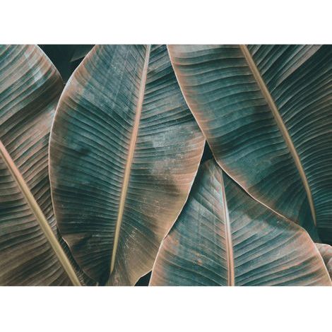 Papier peint panoramique tropical pour chambre Tapisserie panoramique motif feuille de bananier Papier peint panoramique idéal pour bureau (1/4)