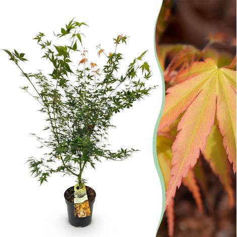Érable du Japon Acer palmatum Katsura Idéal Jardin et Terrasse Vert Hauteur 90 cm Pot Ø 26 cm - PANGIVO (1/5)