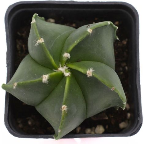 Astrophytum hybrid Nudum - cappello del prete verde - vaso quadro 7x7x8 cm (1/2)