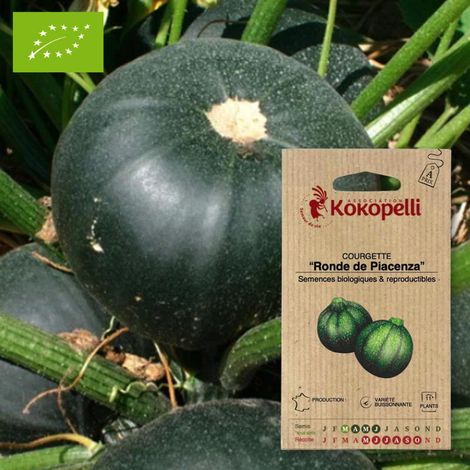 Courgette Ronde de Piacenza