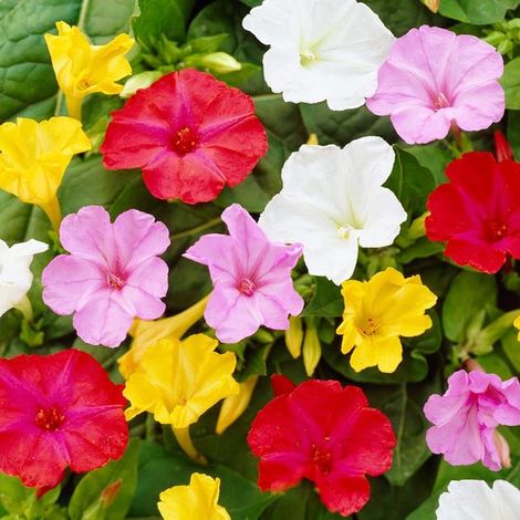 Mirabilis jalapa (Beauté nocturne) - Plante d'extérieur - Plante de jardin - Lot de 10 - Multicolore - Rustique (1/5)
