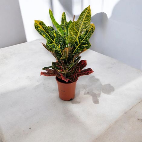 Gardenaria Codiaeum variegatum 'Excellent' - Pianta da interno ornamentale - Altezza: 65 cm (vaso 19) (1/5)