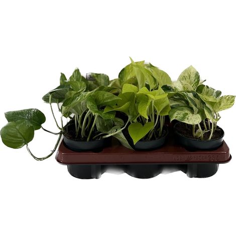Lot de 6 Epipremnum Mix Plantes d'Intérieur Tombantes Variées Pot Ø12 cm Hauteur 15 cm - PANGIVO (1/2)