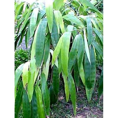 Sasa tessellata Pot de 3L/4L