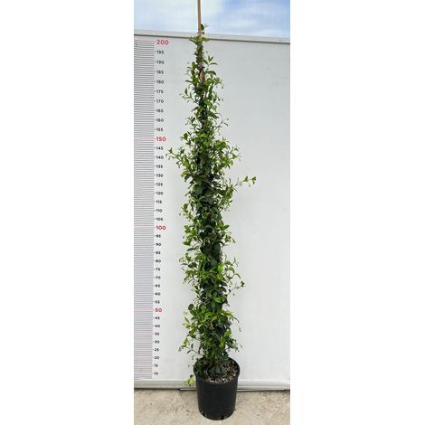 PIANTA DI RINCOSPERMUM JASMINOIDES VASO 24 H 210