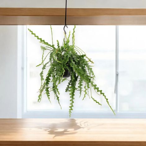 Gardenaria Epiphyllum anguliger - Pianta da interno ornamentale - Altezza: 40 cm (vaso 15) (1/2)