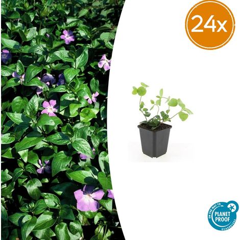 24x Vinca major - Grande Pervenche Couvre-sol Persistant Fleurs Violettes - 10-25 cm - Ø 9 cm - PANGIVO (1/5)