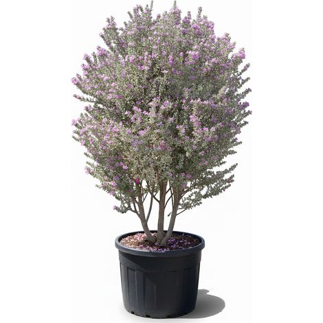 Leucophyllum fruticans – C150L – 200 cm – Arbuste méditerranéen, (1/4)