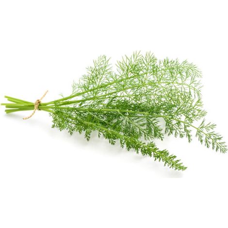 Semi di Finocchio selvatico piante per orto e giardino coltivazione domestica e professionale
