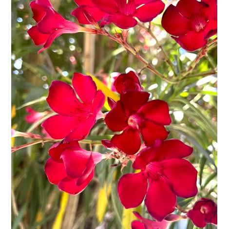 nerium oleander - 3 cuttings red single