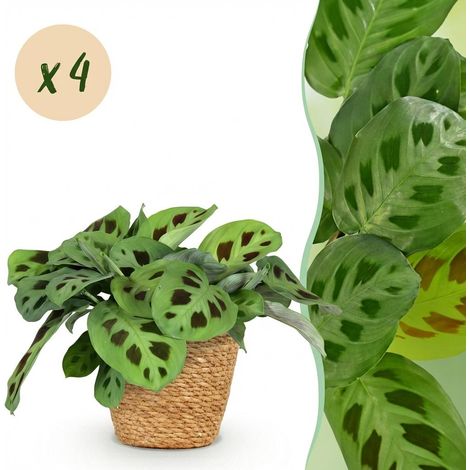 Lot de 4 Plantes d'Intérieur Amies des Animaux avec Paniers - Maranta et Chlorophytum - Pot 12cm - PANGIVO (1/5)