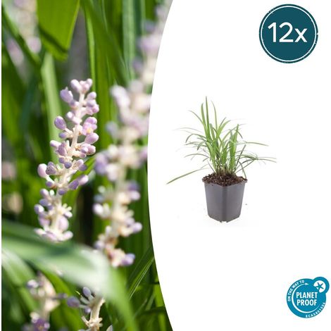 Liriope Muscari Monroe White Plante Vivace Couvre-Sol Feuillage Persistant Blanc Lot de 12 (1/5)