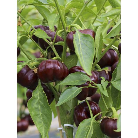 Poivron 'Mini Chocolate Bell' le sachet de 30 graines environ (Sachet de 30 grammesg)