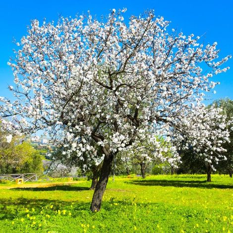 Pépinières Naudet – Amandier (Prunus dulcis) – Hauteur à maturité 3-4m – Exposition ensoleillée – Fleurs roses – Production d'amandes comestibles