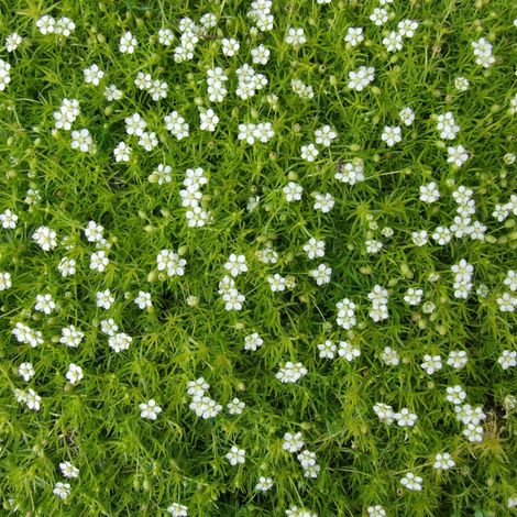 Sagine subulée Pot de 2L/3L
