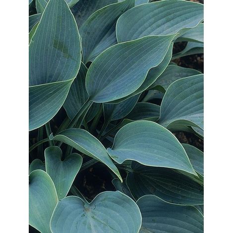 Hosta tardiana 'Halcyon' Godet de 8/9 cm (1/4)