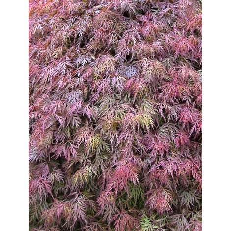 Érable du Japon 'Orangeola' Pot de 7,5L/10L