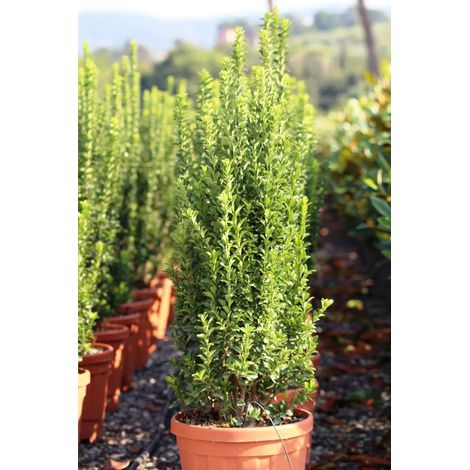 Gardenaria Evonimo - Euonymus japonicus 'Benkomasaki' - Arbusto ornamentale da giardino - Altezza: 60/70 cm (vaso 24) (1/5)