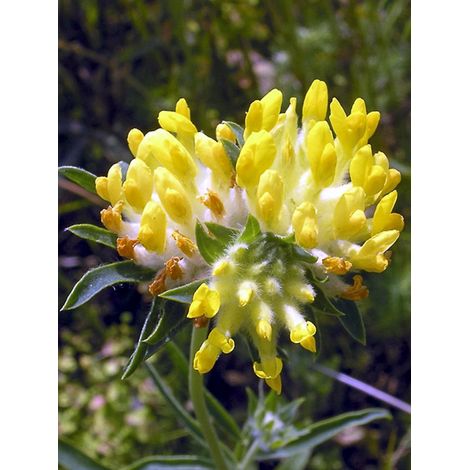 Anthyllis vulneraria Godet de 8/9 cm (1/2)