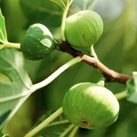 PIANTA DA FRUTTO FICO GENTILE in vaso 20 età 2/3 anni (foto reali)