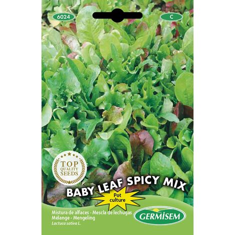 graines Mélange Babyleaf SPICY MIX (1/2)