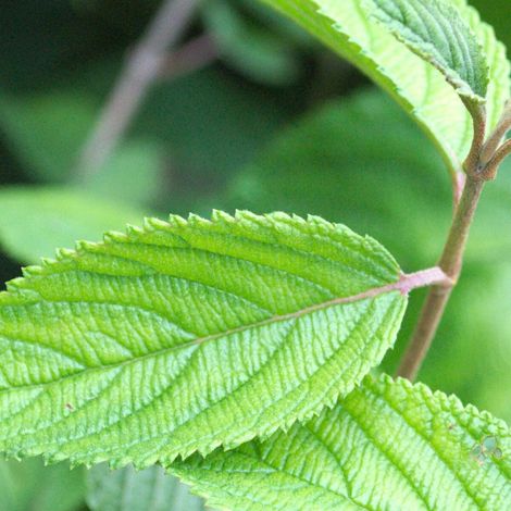 Viorne de Chine Shasta, Viburnum/Pot de 3L - 20/40 cm