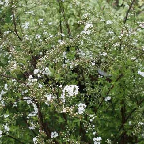 Spirée Norvège - Spiraea cinerea 'Graciosa' - 40-60 cm pot (1/5)