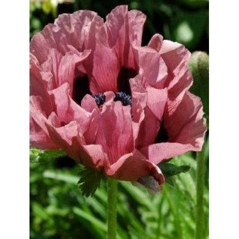 Pavot d'orient 'Patty's Plum' Pot de 2L/3L (1/2)