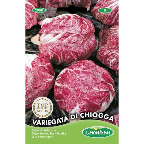 graines Chicorée à feuilles VARIEGATA DI CHIOGGA