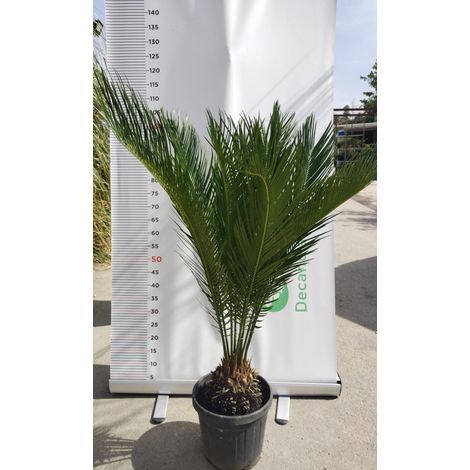 PIANTA DI CYCAS REVOLUTA CICAS PALMA NANA V.24 CM ALTEZZA 60 CM (foto reali)