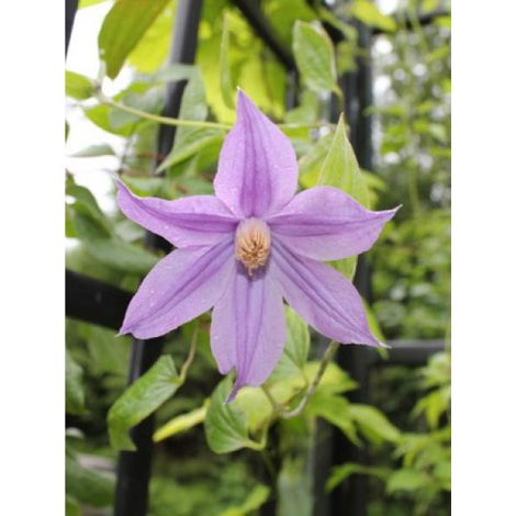 Clématite 'Star river® 'zostarri'' Pot de 2L/3L